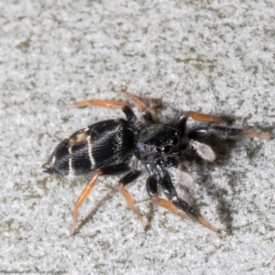 Apricia jovialis (Jovial jumping spider) at ANBG - 17 Dec 2021 by Roger