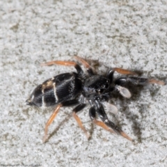 Apricia jovialis (Jovial jumping spider) at GG179 - 17 Dec 2021 by Roger