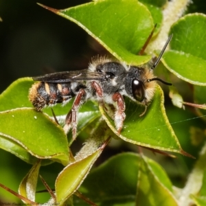 Megachile leucopyga at Acton, ACT - 17 Dec 2021 11:07 AM