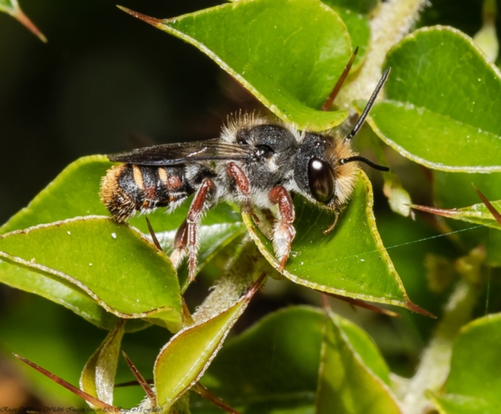 Megachile leucopyga at Acton, ACT - 17 Dec 2021