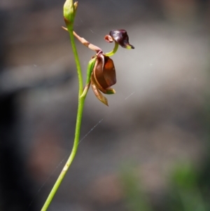 Caleana major at Bundanoon, NSW - 14 Dec 2021