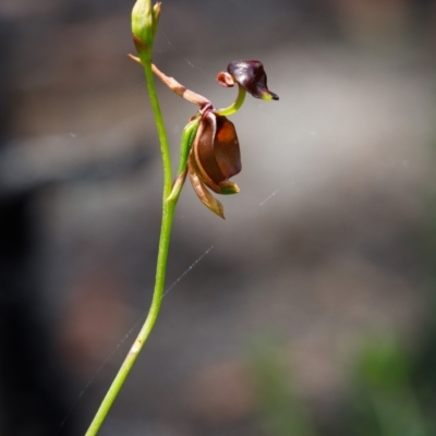 Caleana major (Large Duck Orchid) at Morton National Park - 14 Dec 2021 by Boobook38