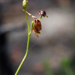 Caleana major (Large Duck Orchid) at Bundanoon, NSW - 14 Dec 2021 by Boobook38