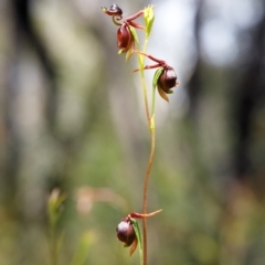 Caleana major at Bundanoon, NSW - 14 Dec 2021