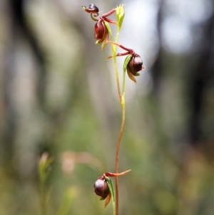 Caleana major at Bundanoon, NSW - 14 Dec 2021