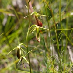 Cryptostylis subulata (Cow Orchid) at Bundanoon - 14 Dec 2021 by Boobook38