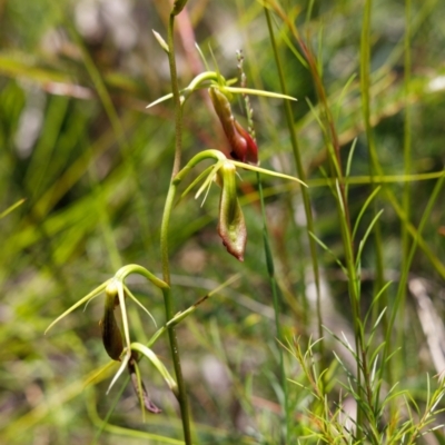 Cryptostylis subulata (Cow Orchid) at Wingecarribee Local Government Area - 14 Dec 2021 by Boobook38