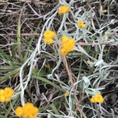 Chrysocephalum apiculatum (Common Everlasting) at Nimmitabel, NSW - 14 Dec 2021 by Tapirlord