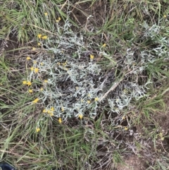 Chrysocephalum apiculatum at Nimmitabel, NSW - 14 Dec 2021