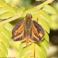 Ocybadistes walkeri (Green Grass-dart) at Acton, ACT - 17 Dec 2021 by Roger