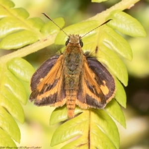 Ocybadistes walkeri at Acton, ACT - 17 Dec 2021 11:21 AM