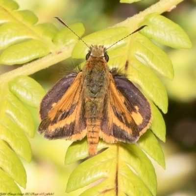 Ocybadistes walkeri (Green Grass-dart) at Acton, ACT - 17 Dec 2021 by Roger