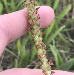 Plantago varia (Native Plaintain) at Nimmitabel, NSW - 13 Dec 2021 by Tapirlord