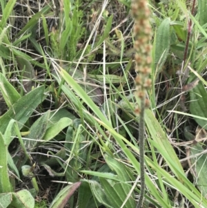 Plantago varia at Nimmitabel, NSW - 14 Dec 2021