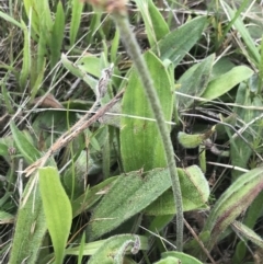 Plantago varia at Nimmitabel, NSW - 14 Dec 2021