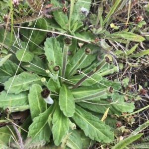 Solenogyne gunnii at Nimmitabel, NSW - 14 Dec 2021