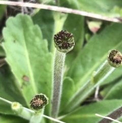 Solenogyne gunnii at Nimmitabel, NSW - 14 Dec 2021