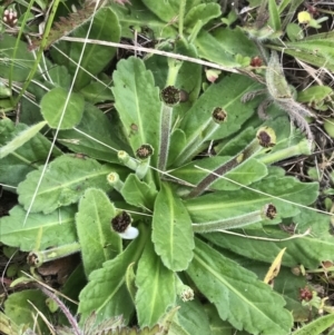 Solenogyne gunnii at Nimmitabel, NSW - 14 Dec 2021