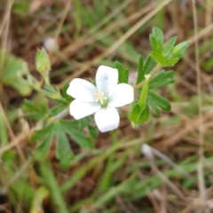 Geranium sp. (Geranium) at Hawker, ACT - 13 Dec 2021 by sangio7