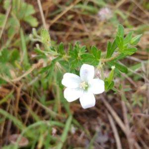 Geranium sp. at Hawker, ACT - 13 Dec 2021 08:19 AM