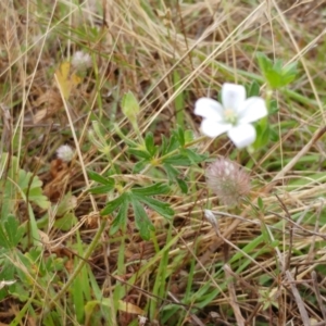 Geranium sp. at Hawker, ACT - 13 Dec 2021 08:19 AM