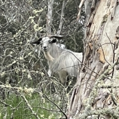 Capra hircus (Wild Goat) at Tinderry Nature Reserve - 16 Dec 2021 by BenHarvey