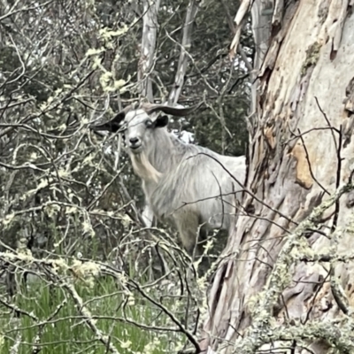 Capra hircus (Goat) at Tinderry Nature Reserve - 16 Dec 2021 by BenHarvey