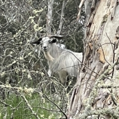 Capra hircus (Goat) at Tinderry, NSW - 16 Dec 2021 by BenHarvey