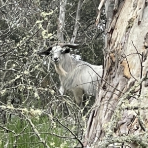 Capra hircus at Tinderry, NSW - 16 Dec 2021