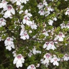 Prostanthera phylicifolia (Spiked Mint-bush) at Tinderry Nature Reserve - 16 Dec 2021 by BenHarvey