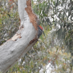 Callocephalon fimbriatum at Acton, ACT - 17 Dec 2021