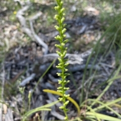 Microtis sp. (Onion Orchid) at Flea Bog Flat, Bruce - 17 Dec 2021 by JVR