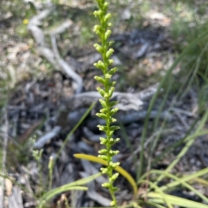 Microtis sp. at Bruce, ACT - 17 Dec 2021