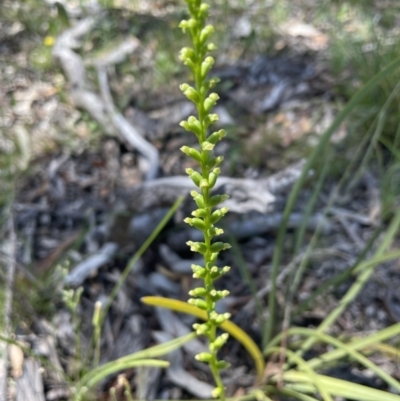 Microtis sp. (Onion Orchid) at Bruce Ridge to Gossan Hill - 17 Dec 2021 by JVR