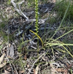 Microtis sp. at Bruce, ACT - suppressed