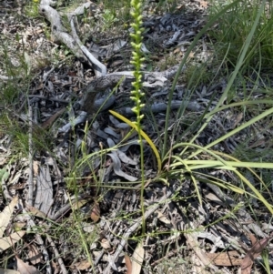 Microtis sp. at Bruce, ACT - suppressed