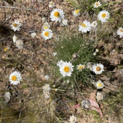 Leucochrysum albicans (Hoary Sunray) at Bruce Ridge to Gossan Hill - 17 Dec 2021 by JVR