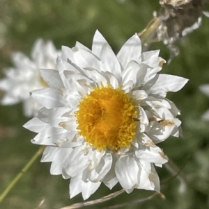 Leucochrysum albicans at Aranda, ACT - 17 Dec 2021 11:04 AM