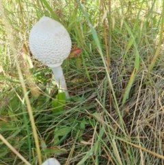 Macrolepiota dolichaula (Macrolepiota dolichaula) at Stromlo, ACT - 15 Dec 2021 by EmilySutcliffe