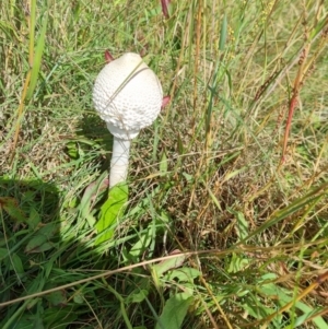 Macrolepiota dolichaula at Stromlo, ACT - 16 Dec 2021