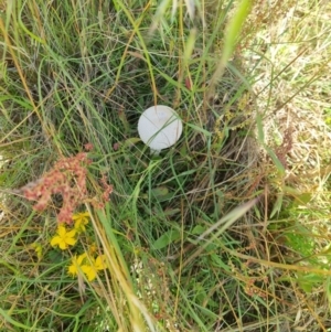 Macrolepiota dolichaula at Stromlo, ACT - 16 Dec 2021