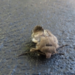 Proteuxoa (genus) at Wanniassa, ACT - 17 Dec 2021