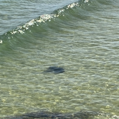 Unidentified Shark / Ray at Merimbula, NSW - 17 Dec 2021 by KatieandKen