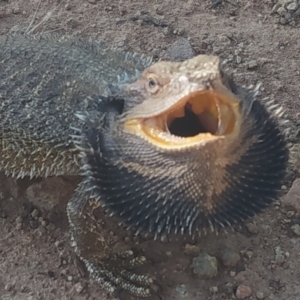 Pogona barbata at Watson, ACT - suppressed