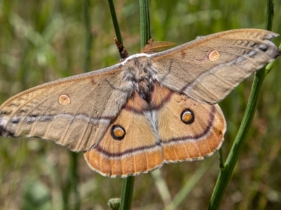 Opodiphthera helena (Helena Gum Moth) at Bimberi, NSW - 17 Dec 2021 by SWishart