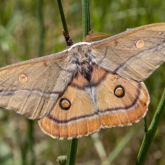 Opodiphthera helena (Helena Gum Moth) at Bimberi Nature Reserve - 17 Dec 2021 by SWishart