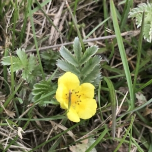 Potentilla anserina subsp. anserina at Nimmitabel, NSW - 14 Dec 2021 10:18 AM