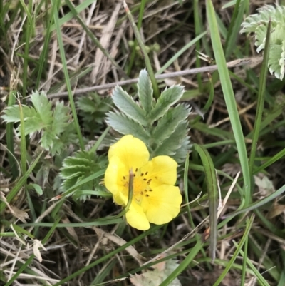 Potentilla anserina subsp. anserina (Silver Weed) at Nimmitabel, NSW - 14 Dec 2021 by Tapirlord