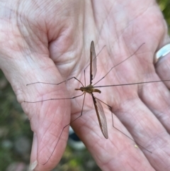 Tipulidae sp. (family) (Unidentified Crane Fly) at QPRC LGA - 17 Dec 2021 by LyndalT