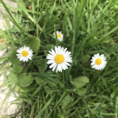 Bellis perennis (Lawn Daisy, English Daisy) at Orbost, VIC - 14 Dec 2021 by Tapirlord